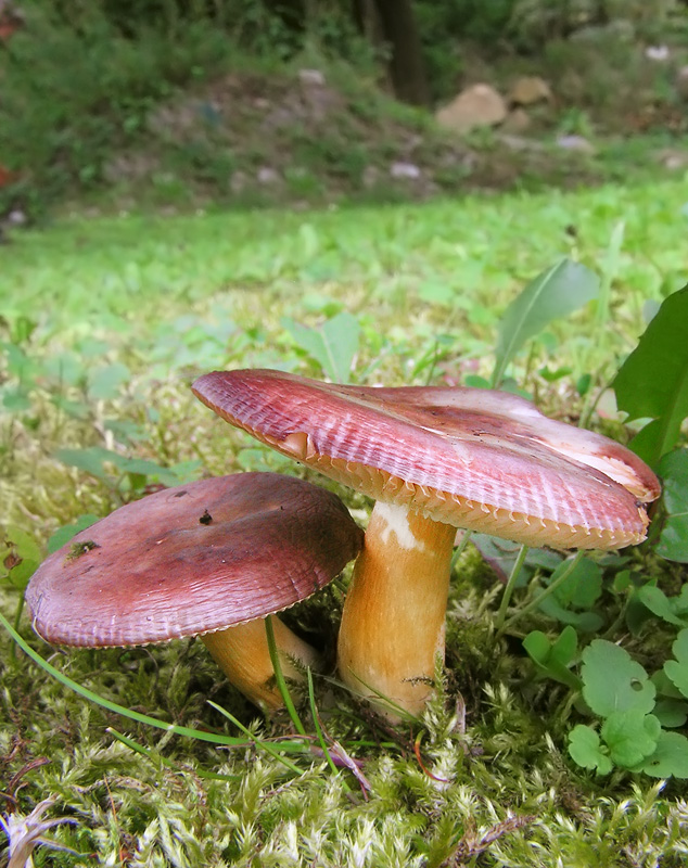 Russula versicolor